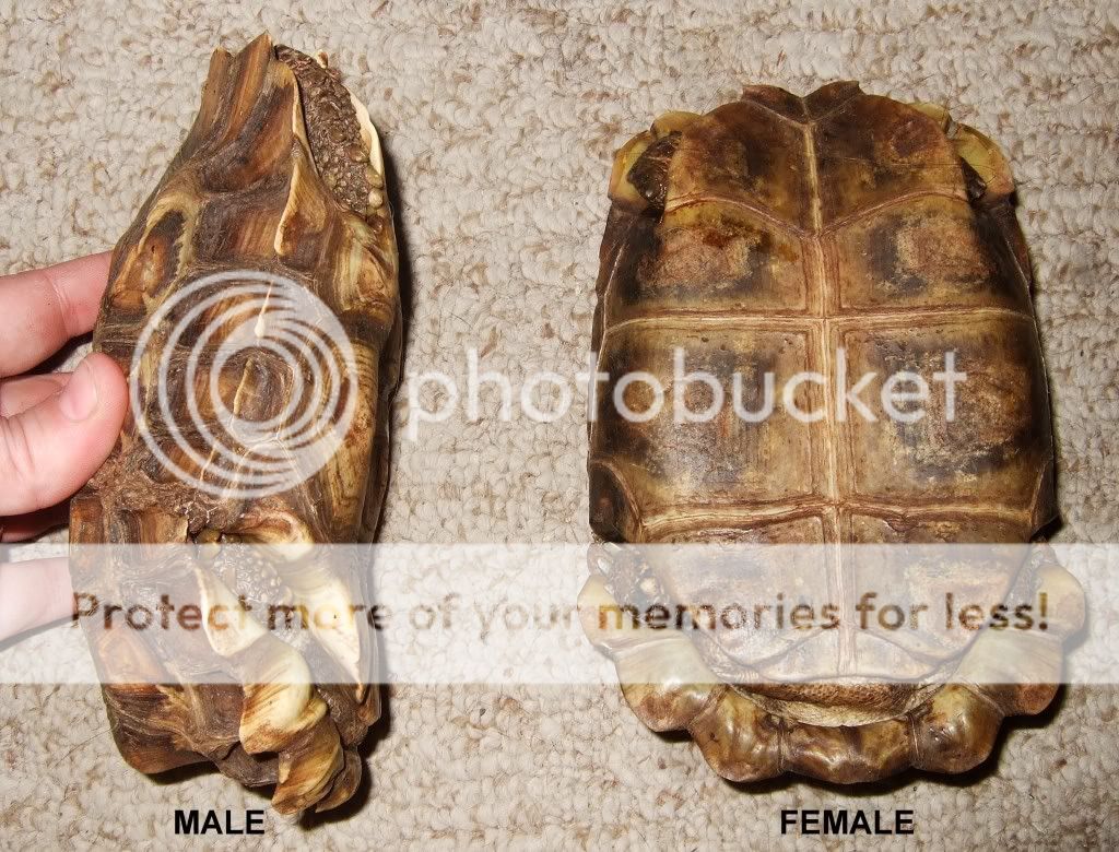 The Home's Hingeback Tortoise | Tortoise Forum